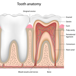 Anatomy of a Tooth